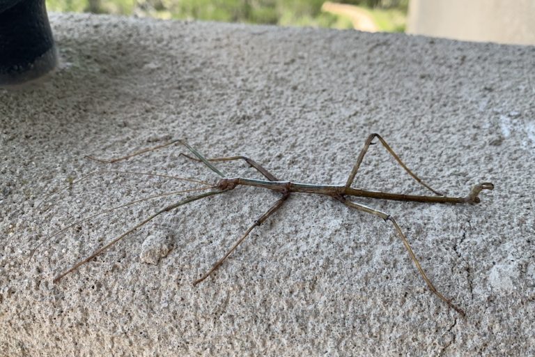 Phasmatodea Icarus 01