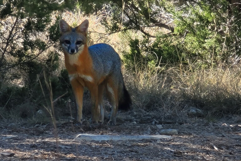 GorgeousGeorge1000-01